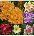 ΑΛΣΤΡΟΜΕΡΙΑ ΜΙΞ ΚΕΝΥΑ ALSTROMERIA MIX KENYA