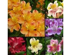 ΑΛΣΤΡΟΜΕΡΙΑ ΜΙΞ ΚΕΝΥΑ ALSTROMERIA MIX KENYA