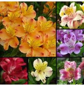 ΑΛΣΤΡΟΜΕΡΙΑ ΜΙΞ ΚΕΝΥΑ ALSTROMERIA MIX KENYA