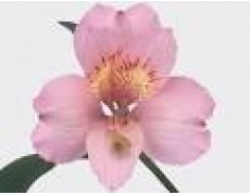 ΑΛΣΤΡΟΜΕΡΙΑ ΡΟΖ ALSTROMERIA PRIMADONA