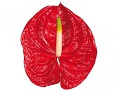 ΑΝΘΟΥΡΙΟ ΚΟΚΚΙΝΟ 13εκ ANTHURIUM ETERNO 13cm