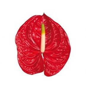 ΑΝΘΟΥΡΙΟ ΚΟΚΚΙΝΟ 13εκ ANTHURIUM ETERNO 13cm