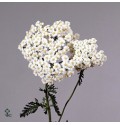 ΑΧΙΛΛΕΑΣ  ΛΕΥΚΟΣ  ACHILLEA WHITE