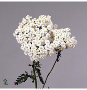 ΑΧΙΛΛΕΑΣ  ΛΕΥΚΟΣ  ACHILLEA WHITE