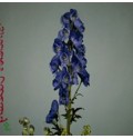 ΑΚΟΝΙΤΟΥΜ  ΜΠΛΕ  ACONITUM ARENDSII