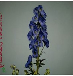 ΑΚΟΝΙΤΟΥΜ  ΜΠΛΕ  ACONITUM ARENDSII