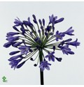 ΑΓΑΠΑΝΘΟΣ  ΜΠΛΕ  AGAPANTHUS  INTERMEDIUS