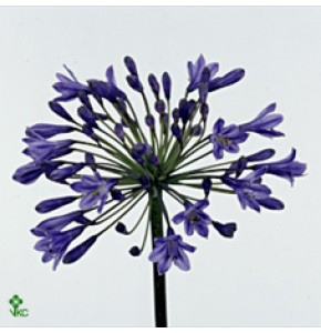 ΑΓΑΠΑΝΘΟΣ  ΜΠΛΕ  AGAPANTHUS  INTERMEDIUS