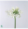 ΑΚΕΡΑΤΟΥΜ  ΛΕΥΚΟ AGERATUM WHITE