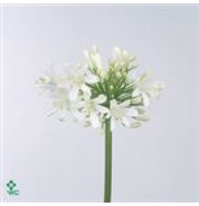 ΑΚΕΡΑΤΟΥΜ  ΛΕΥΚΟ AGERATUM WHITE