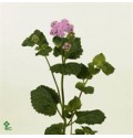 ΑΚΕΡΑΤΟΥΜ  ΜΠΛΕ AGERATUM  BLUE