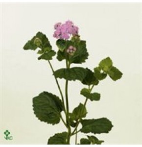 ΑΚΕΡΑΤΟΥΜ  ΜΠΛΕ AGERATUM  BLUE