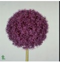 ΑΛΛΙΟΥΜ  ΜΩΒ           - ALLIUM GIGANTHEUM