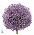 ΑΛΛΙΟΥΜ ΜΠΛΕ     -      ALLIUM GLADIATOR