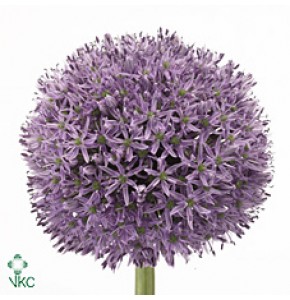 ΑΛΛΙΟΥΜ ΜΠΛΕ     -      ALLIUM GLADIATOR