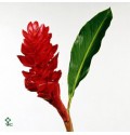 ΑΛΠΙΝΙΑ ΚΟΚΚΙΝΗ ALPINIA PURPURATA