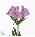 ΑΛΣΤΡΟΜΕΡΙΑ ΛΙΛΑ - ALSTROMERIA  DYNASTY