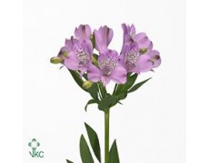 ΑΛΣΤΡΟΜΕΡΙΑ ΛΙΛΑ - ALSTROMERIA  DYNASTY