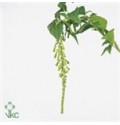 ΑΜΑΡΑΝΘΟΣ  ΠΡΑΣΙΝΟΣ AMARANTHUS CYCLOOP