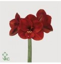 ΑΜΑΡΥΛΛΙΣ  ΚΟΚΚΙΝΗ AMARYLLIS FERRARI