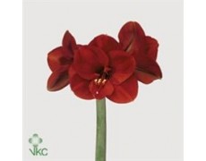 ΑΜΑΡΥΛΛΙΣ  ΚΟΚΚΙΝΗ AMARYLLIS FERRARI