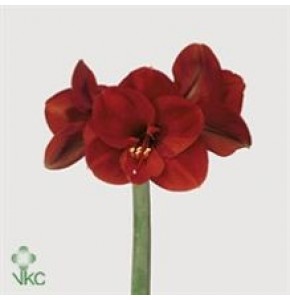ΑΜΑΡΥΛΛΙΣ  ΚΟΚΚΙΝΗ AMARYLLIS FERRARI
