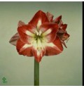 ΑΜΑΡΥΛΛΙΣ  ΔΙΧΡΩΜΗ  AMARYLLIS MINERVA