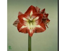 ΑΜΑΡΥΛΛΙΣ  ΔΙΧΡΩΜΗ  AMARYLLIS MINERVA