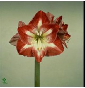 ΑΜΑΡΥΛΛΙΣ  ΔΙΧΡΩΜΗ  AMARYLLIS MINERVA