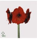 ΑΜΑΡΥΛΛΙΣ ΚΟΚΚΙΝΗ AMARYLLIS RED LION