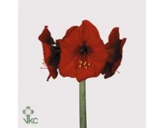 ΑΜΑΡΥΛΛΙΣ ΚΟΚΚΙΝΗ AMARYLLIS RED LION
