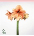 ΑΜΑΡΥΛΛΙΣ ΣΟΜΟΝ AMARYLLIS RILONA