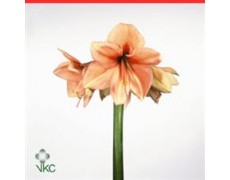 ΑΜΑΡΥΛΛΙΣ ΣΟΜΟΝ AMARYLLIS RILONA