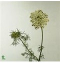 ΑΜΜΙ  ΒΙΣΝΑΓΚΑ   -  AMMI VISNAGA