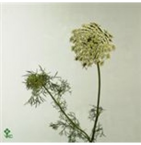 ΑΜΜΙ  ΒΙΣΝΑΓΚΑ   -  AMMI VISNAGA