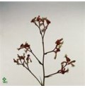 ΑΝΙΓΟΖΑΝΘΟΣ  ΚΟΚΚΙΝΟΣ  ANIGΟZANTHUS  RED