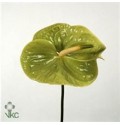 ΑΝΘΟΥΡΙΟ ΠΡΑΣΙΝΟ ANTHURIUM  MIDORI
