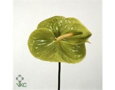 ΑΝΘΟΥΡΙΟ ΠΡΑΣΙΝΟ ANTHURIUM  MIDORI