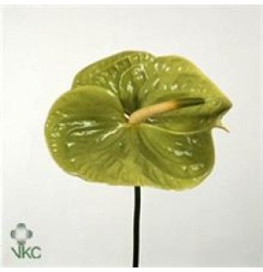 ΑΝΘΟΥΡΙΟ ΠΡΑΣΙΝΟ ANTHURIUM  MIDORI