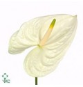 ΑΝΘΟΥΡΙΟ ΛΕΥΚΟ  ANTHURIUM  MOMENTS
