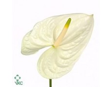 ΑΝΘΟΥΡΙΟ ΛΕΥΚΟ  ANTHURIUM  MOMENTS