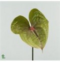 ΑΝΘΟΥΡΙΟ ΠΡΑΣΙΝΟ  ANTHURIUM  PISTACHE