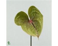 ΑΝΘΟΥΡΙΟ ΠΡΑΣΙΝΟ  ANTHURIUM  PISTACHE