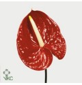 ΑΝΘΟΥΡΙΟ ΚΟΚΚΙΝΟ 13εκ ANTHURIUM  TROPICAL13cm