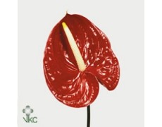 ΑΝΘΟΥΡΙΟ ΚΟΚΚΙΝΟ 13εκ ANTHURIUM  TROPICAL13cm