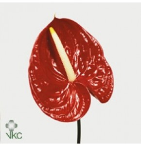 ΑΝΘΟΥΡΙΟ ΚΟΚΚΙΝΟ 13εκ ANTHURIUM  TROPICAL13cm