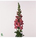 ΣΚΥΛΑΚΙΑ  ΡΟΖ  ANTIRRHINUM  OP-PINK