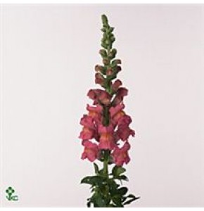 ΣΚΥΛΑΚΙΑ  ΡΟΖ  ANTIRRHINUM  OP-PINK
