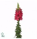 ΣΚΥΛΑΚΙΑ  ΚΟΚΚΙΝΑ ANTIRRHINUM OP-RED