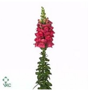 ΣΚΥΛΑΚΙΑ  ΚΟΚΚΙΝΑ ANTIRRHINUM OP-RED